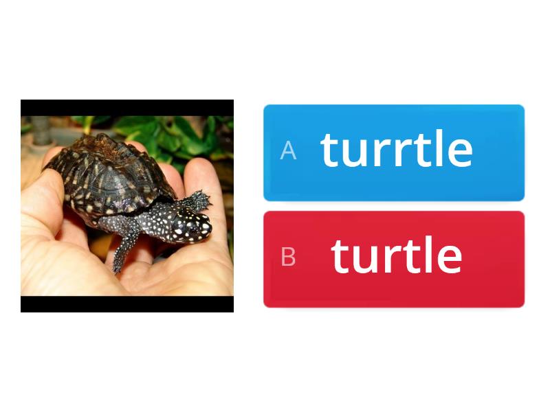 6 letter words ending in turtle