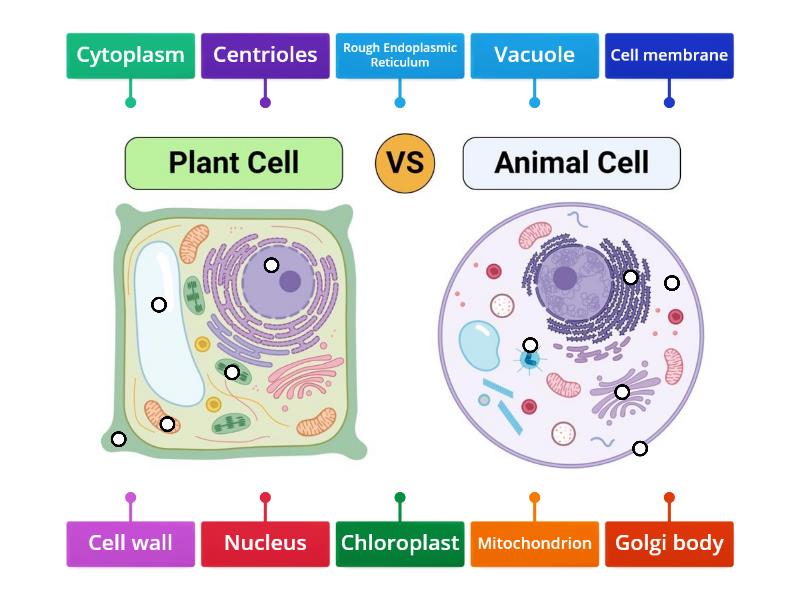 7-IBIS-Animal & Plant Cell: What's the Big Difference? - Labelled diagram