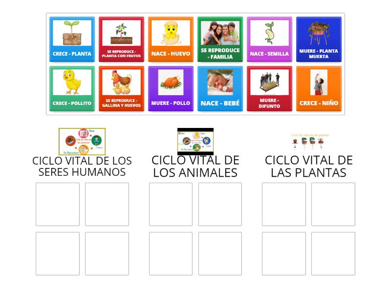 El Ciclo Vital De Los Seres Vivos Group Sort