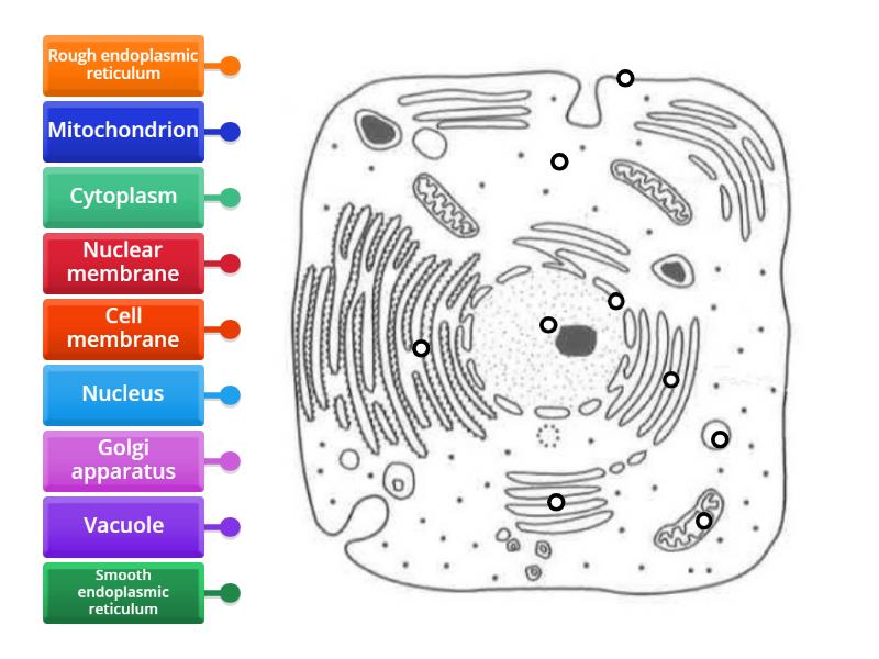 Diagram of an animal cell (level 1) [Pure Bio] - Labelled diagram