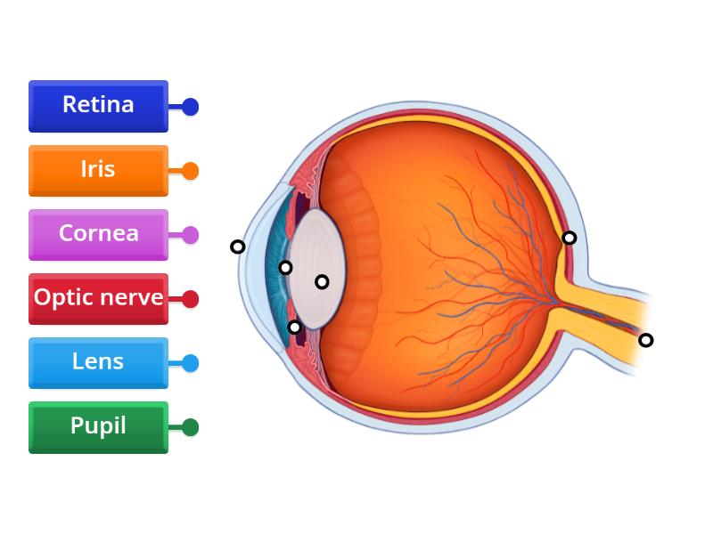 labelled diagram of human eye class 10th