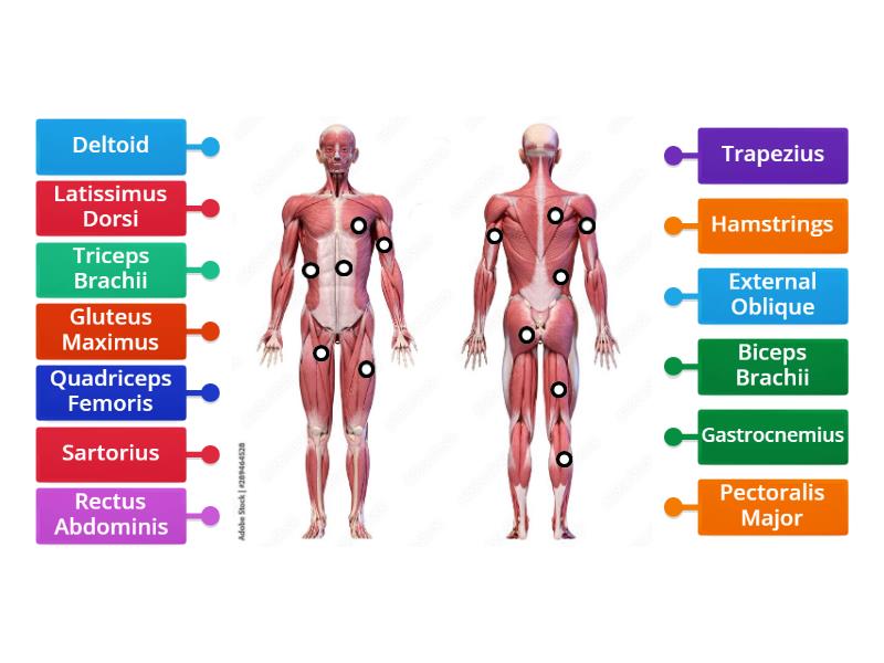 Muscular diagram - Labelled diagram