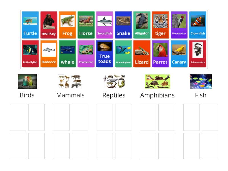Vertebrates - Group sort