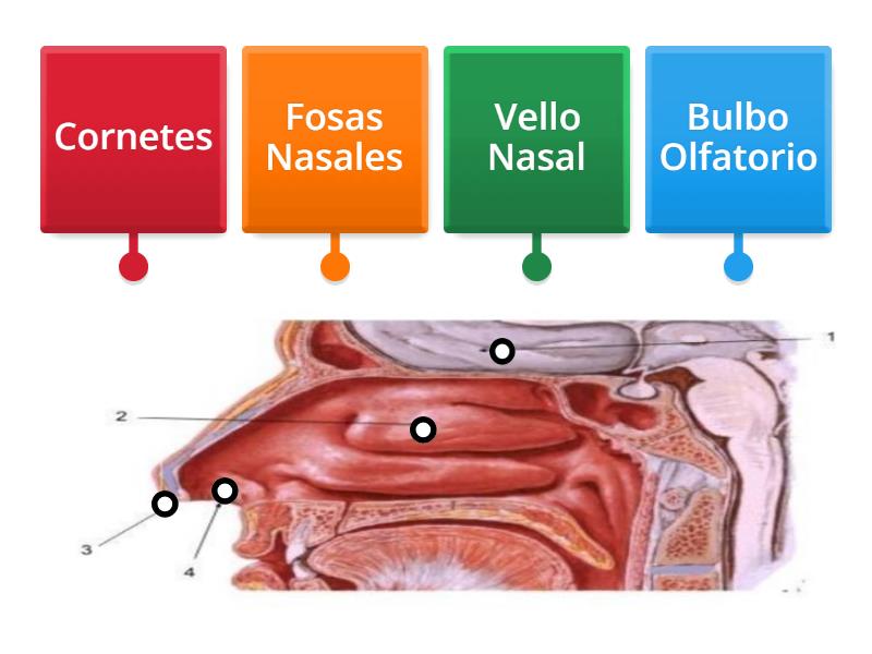 Sentido del olfato - Labelled diagram