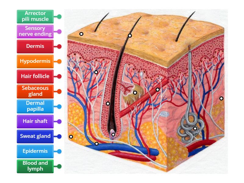 Skin Anatomy - Labelled diagram