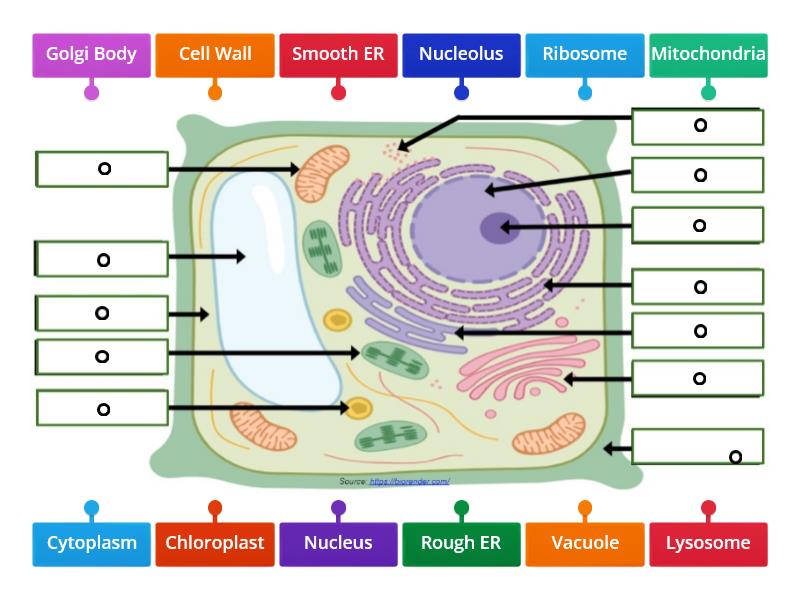 Cell Organelles: Plant Cell - Labelled diagram