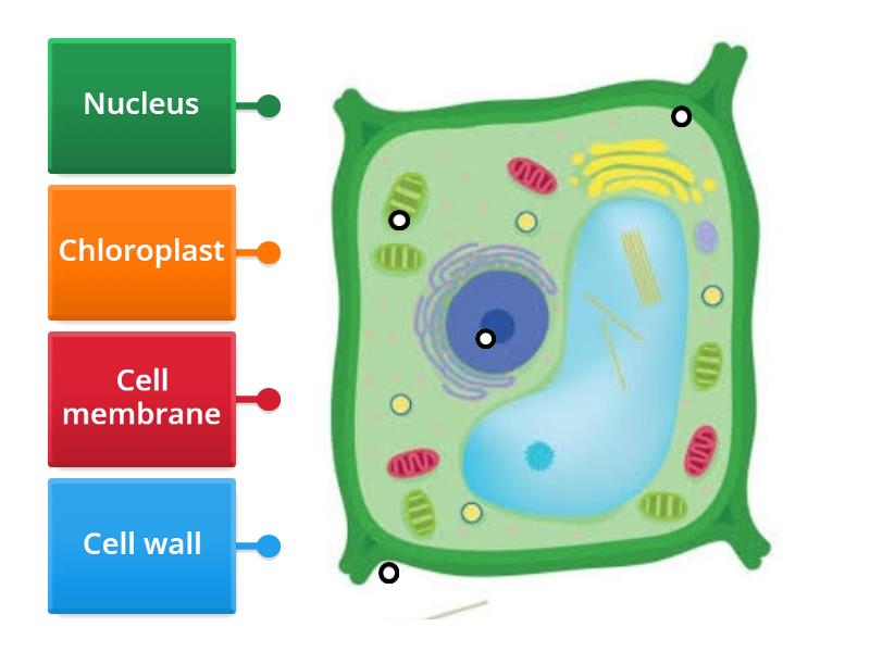 Plant cell grade 3 - Labelled diagram