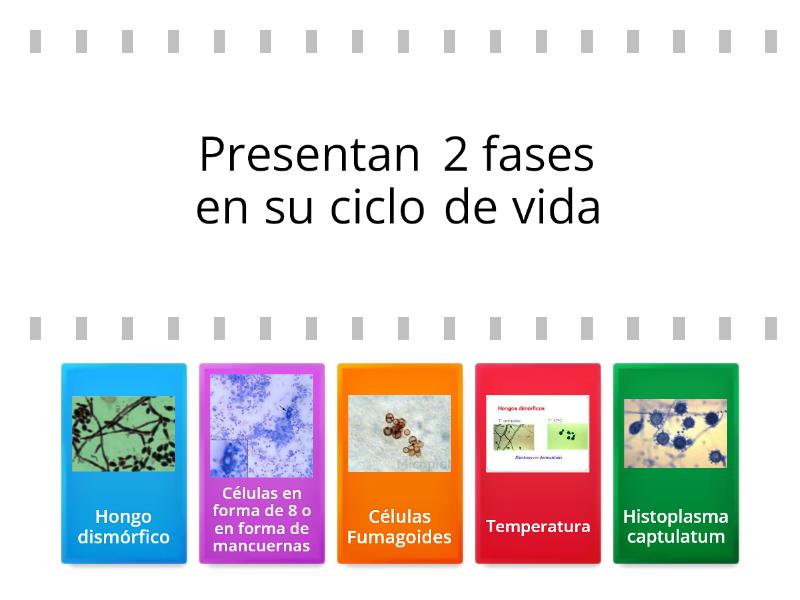 Caracteristicas de los Hongos Dimorficos - Find the match