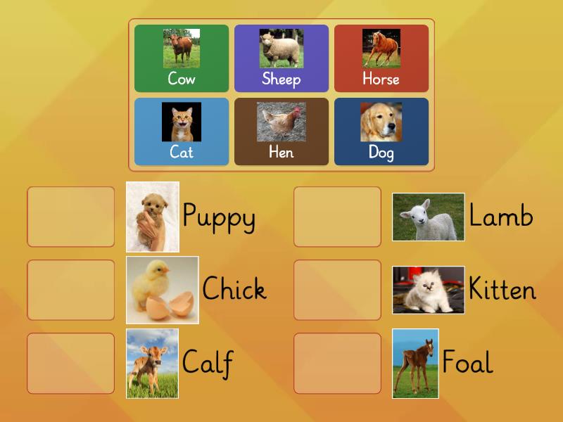 Baby Animals - Match up