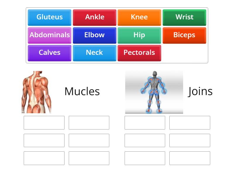 Muscles or Joints? - Group sort