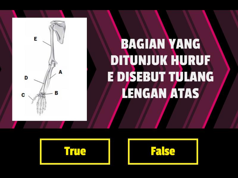 Rangka Anggota Gerak Manusia True Or False