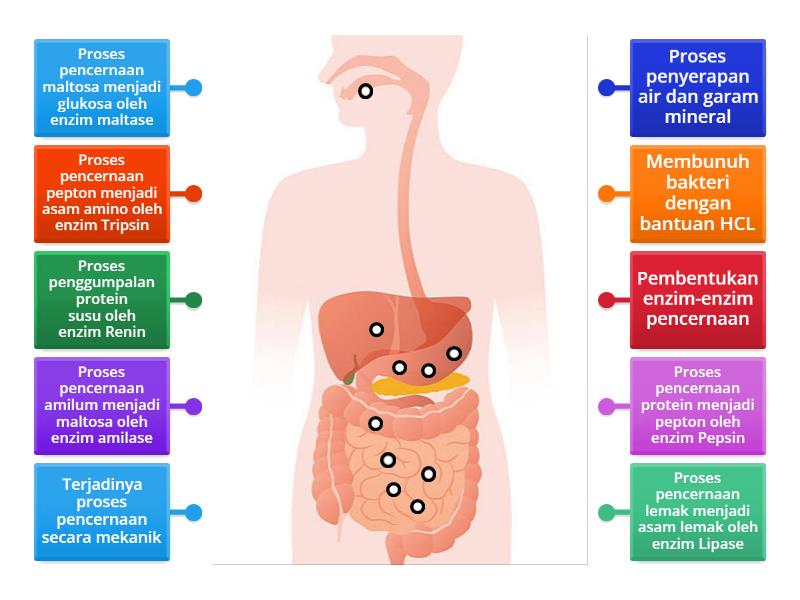 Sistem Pencernaan Manusia Labelled Diagram