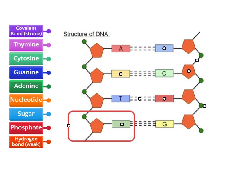 DNA Structure Labeling - Labelled diagram