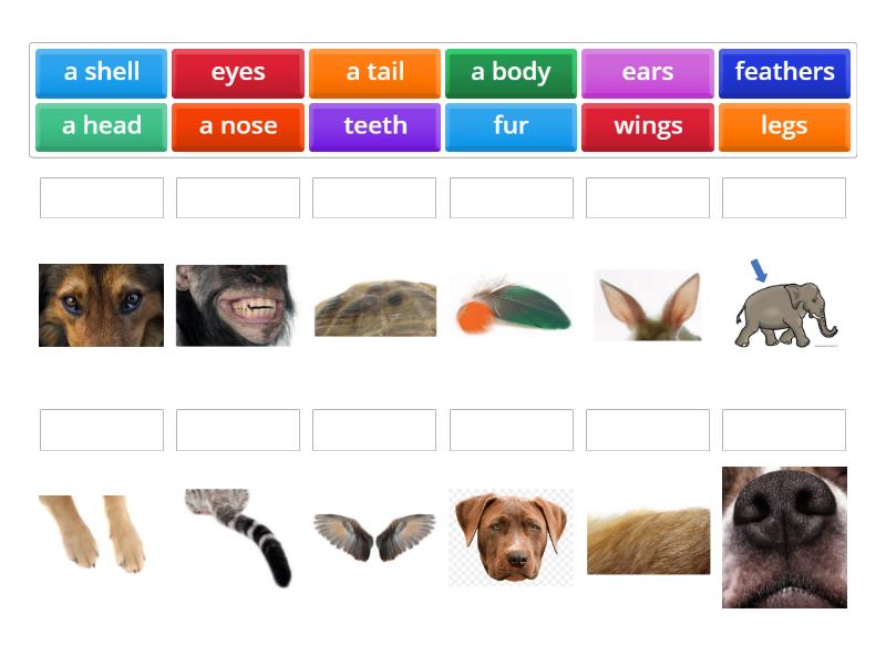 Team Together 1 Unit 5 Animal body - Match up