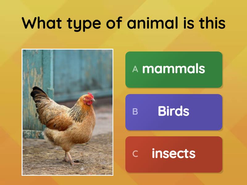 question about three birds ostrich, and eagle and hen - Quiz