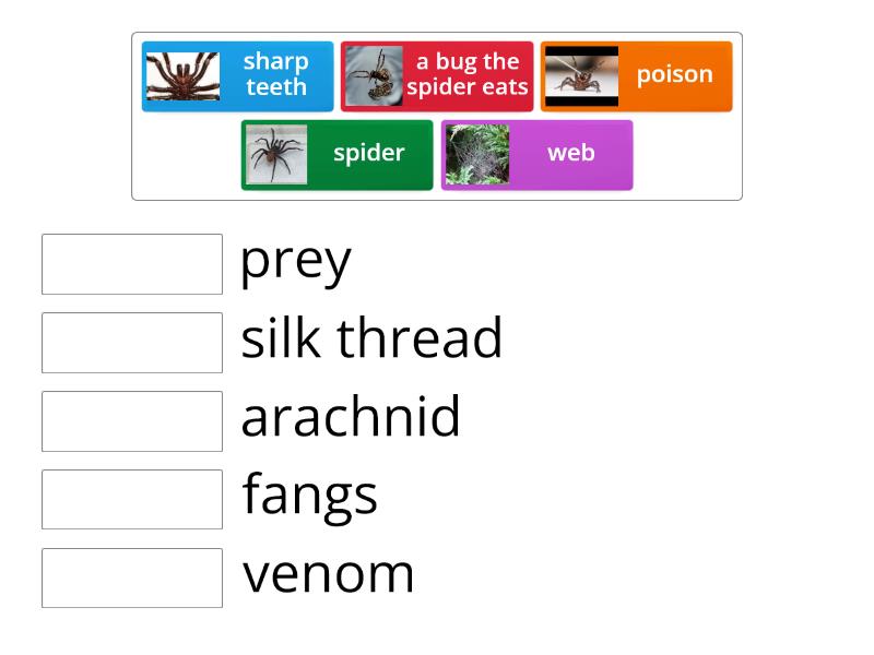 Spider Vocabulary Quiz Une Las Parejas