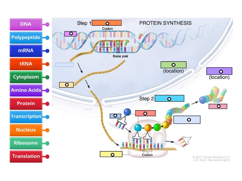 Protein Synthesis Diagram - Labelled diagram