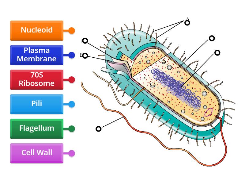 Prokaryotic Cell Structure Labelled Diagram