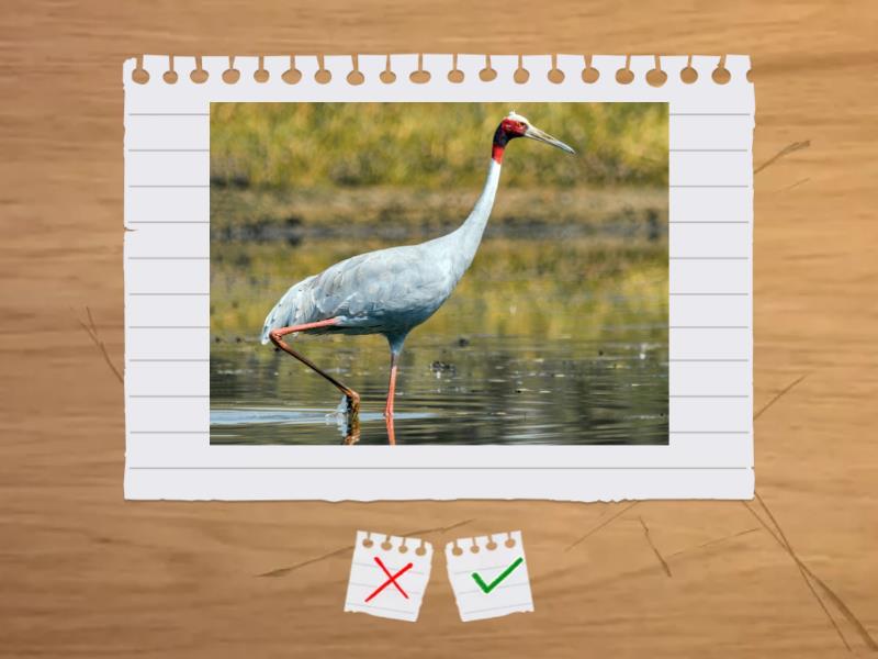 Birds Flash Cards
