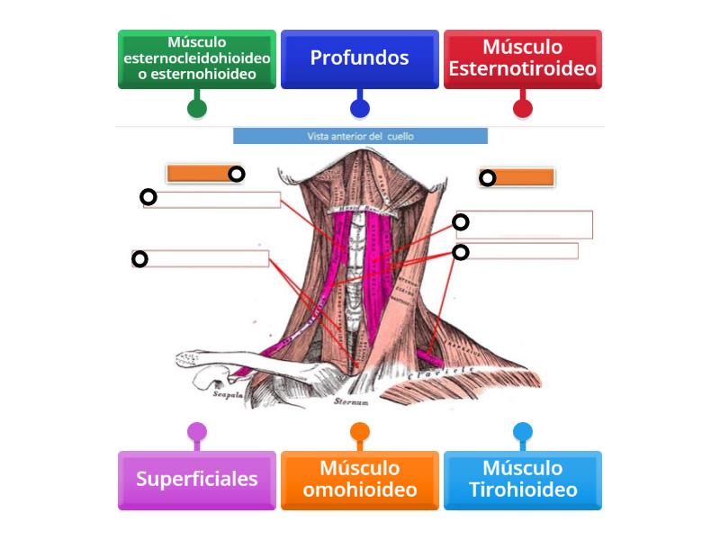 Musculos Infrahioideos by Isai Solis - Labelled diagram