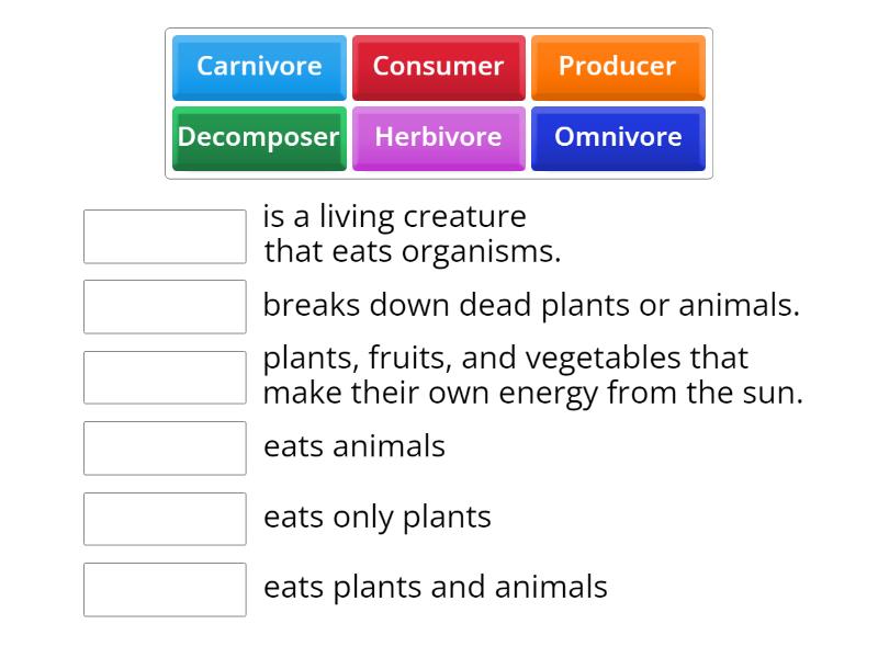 Food chains - Match up