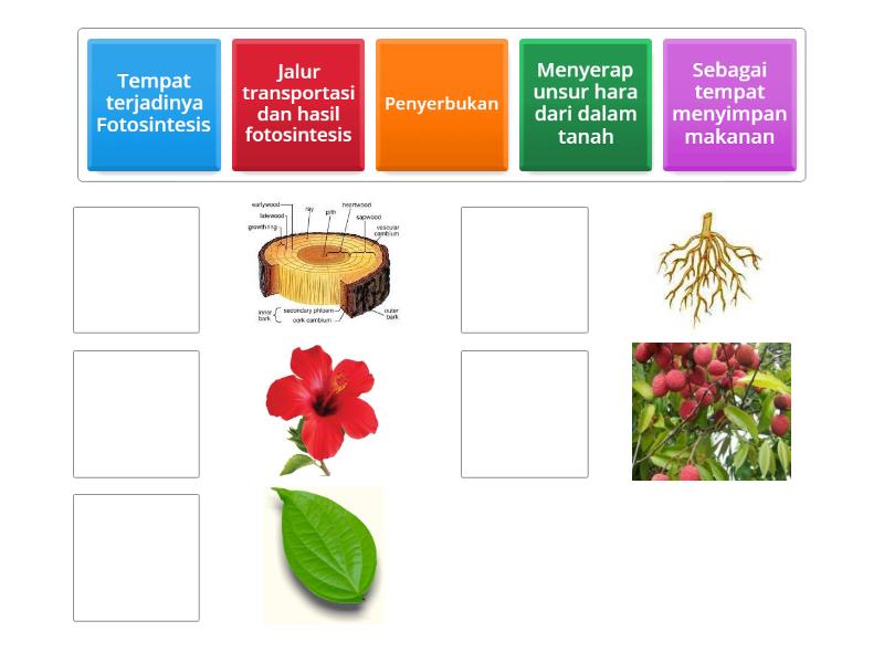 Bagian Bagian Tumbuhan Match Up