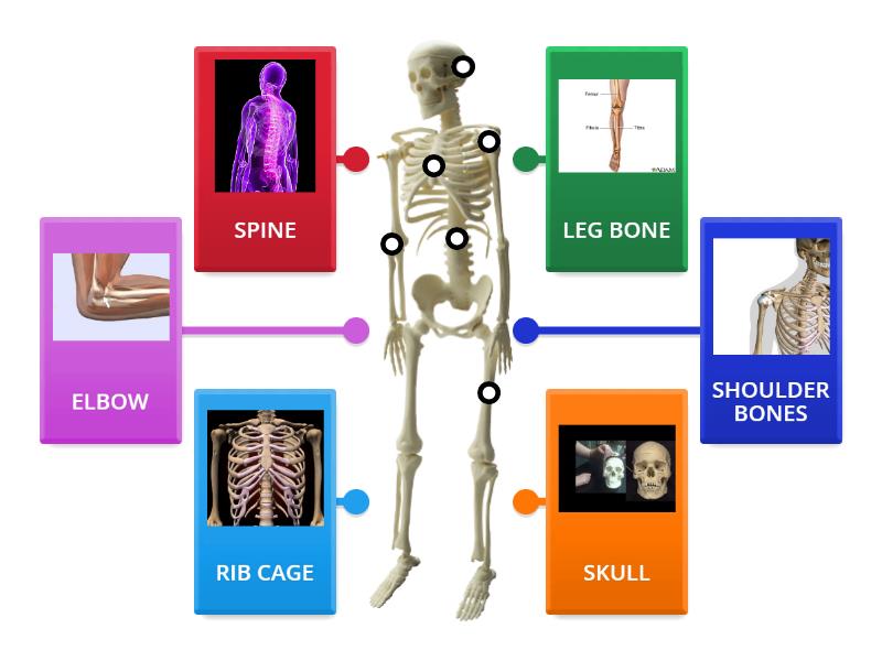 IDENTIFY AND LABEL THE MAJOR BONES IN HUMAN BODY - Labelled diagram