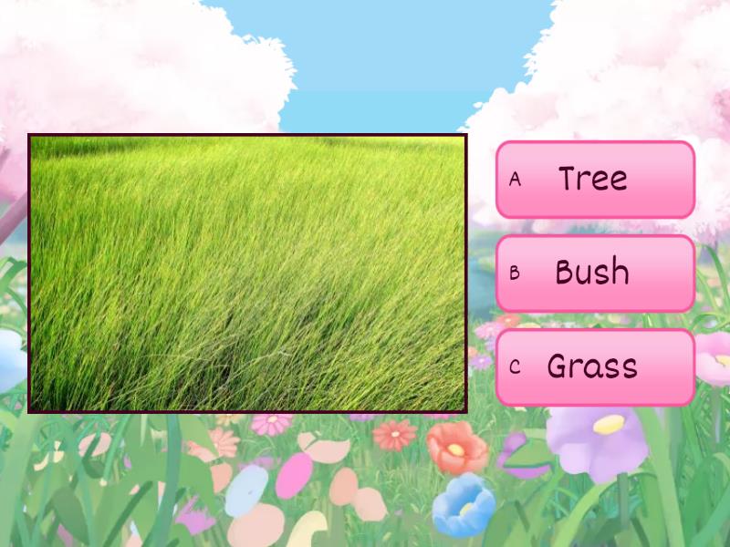 Tree, bush and grass - Quiz