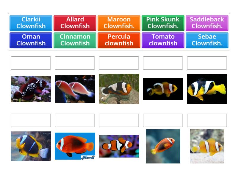 Clownfish species game - Match up