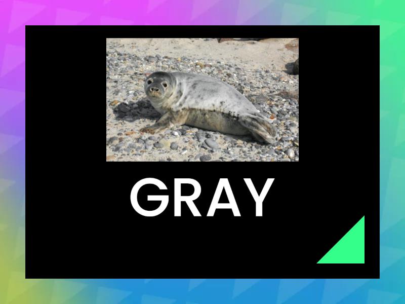 FLASHCARD SEAL - Flash cards