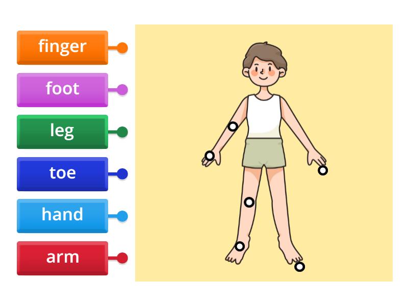 Unit 7 Lesson 1 My Body Labelled Diagram