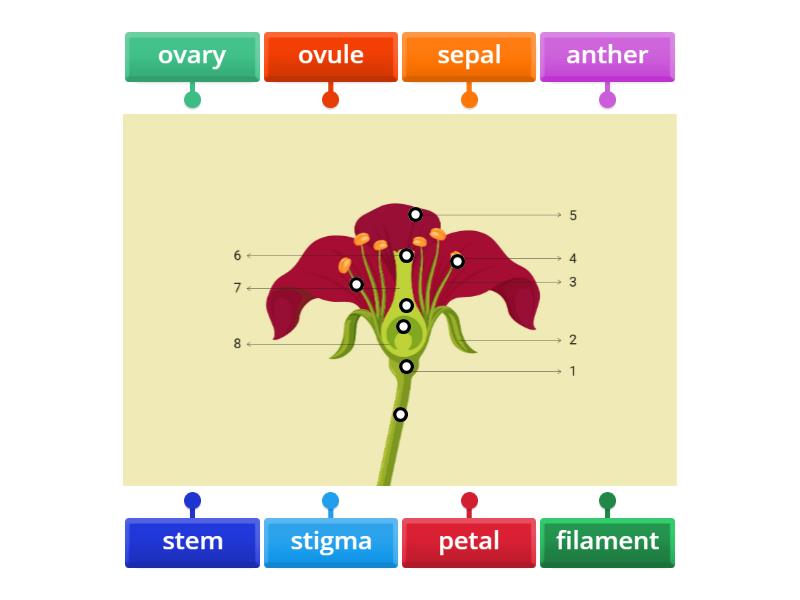 Parts of a flower - Labelled diagram