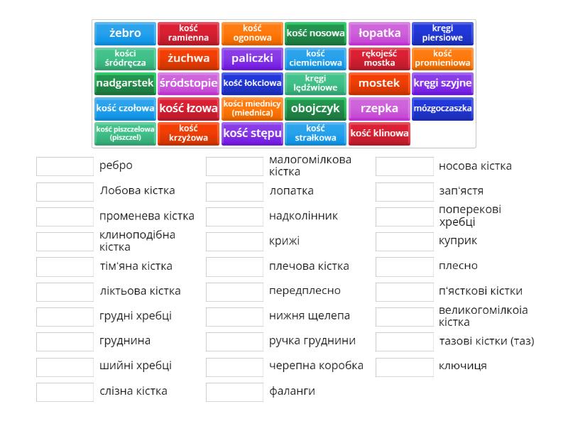 anatomia 3 - Match up