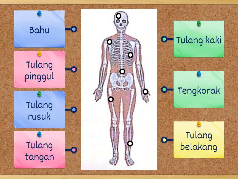 Sistem Rangka - Labelled Diagram