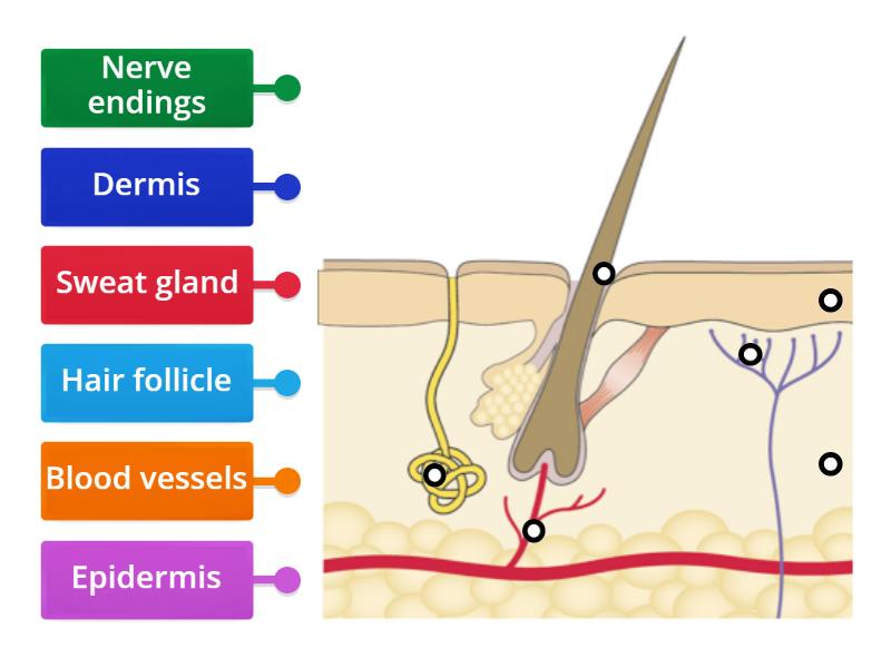 Label the diagram of the skin - Labelled diagram