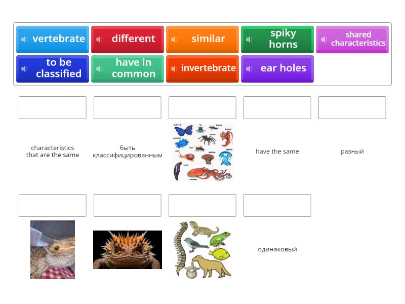 Classification of animals - Match up