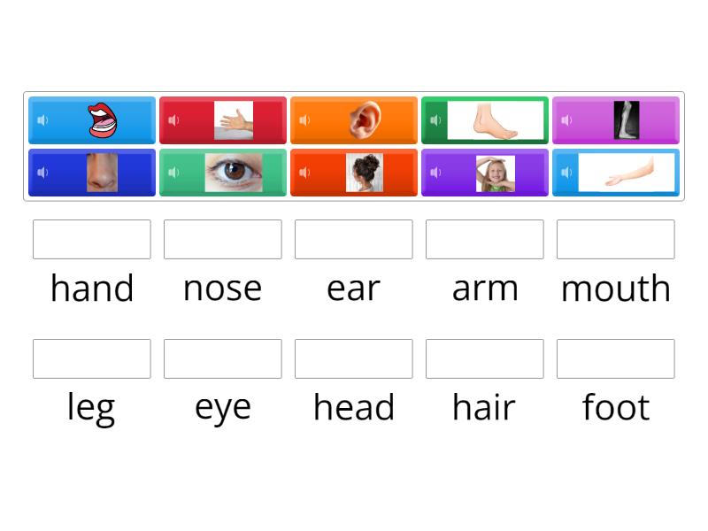 Parts of the body - Match up