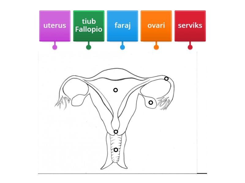 Sistem Pembiakan Perempuan Labelled Diagram