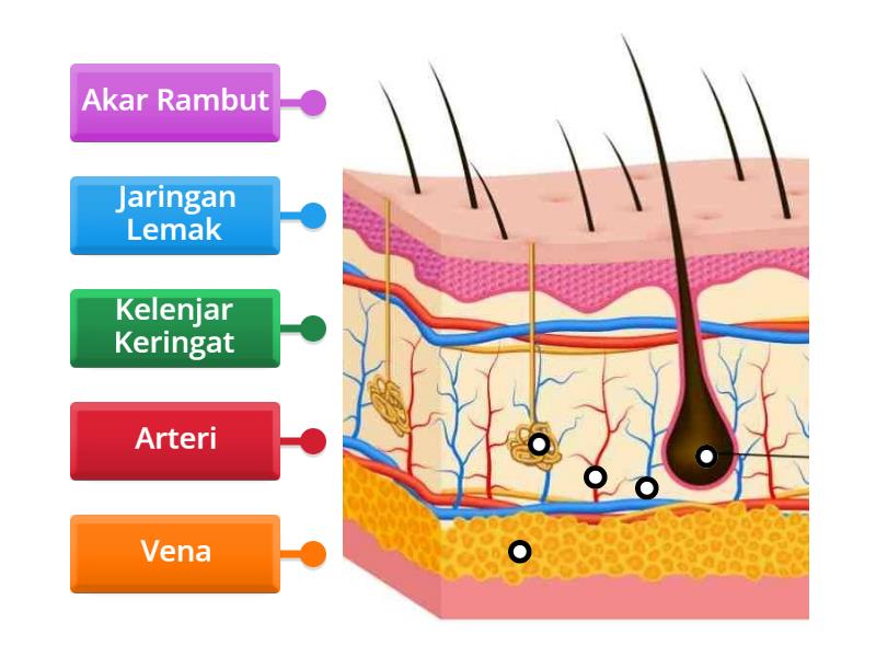 Anatomi Kulit - Labelled diagram