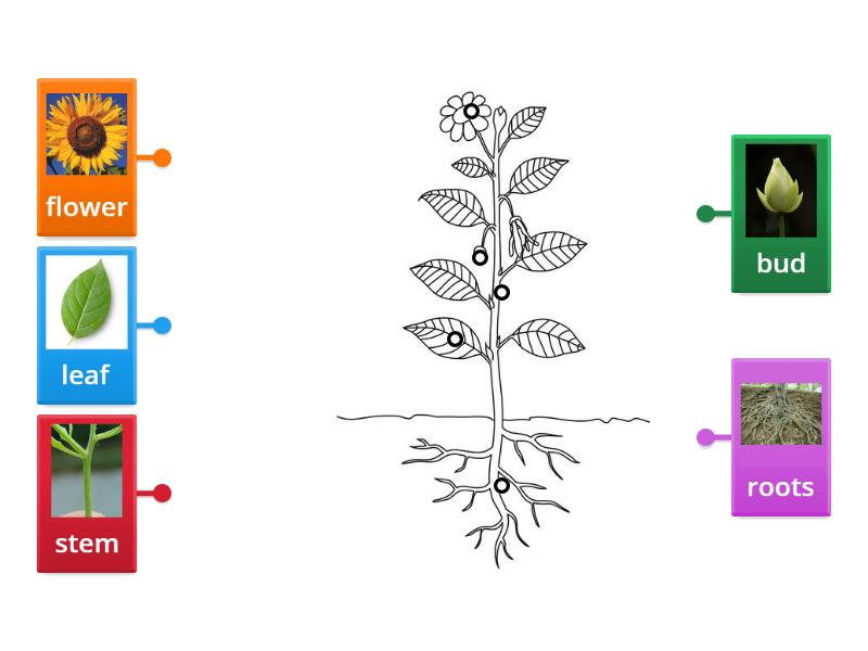 Parts Of A Plant - Labelled Diagram