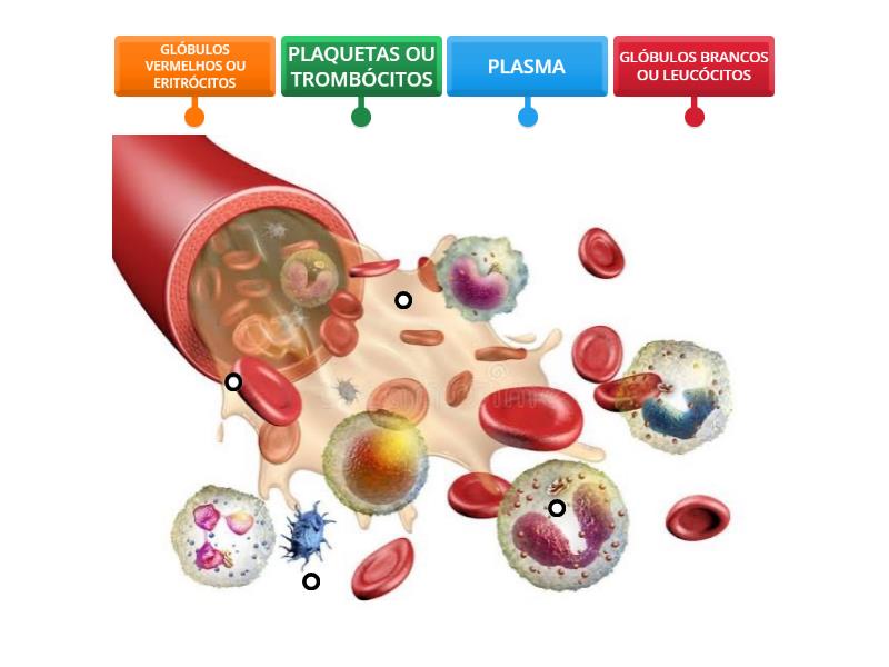 COMPONENTES DO SANGUE - Imagem com legenda