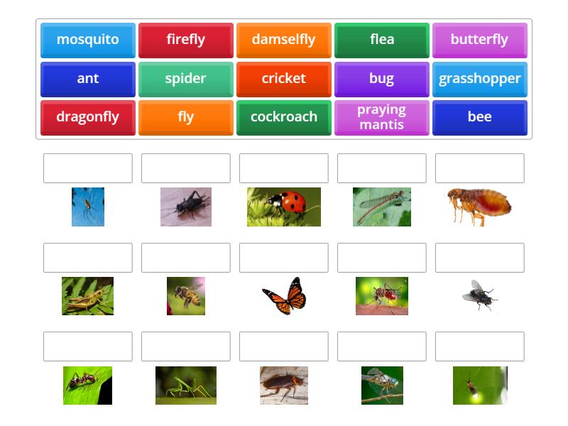 Insects - Match up