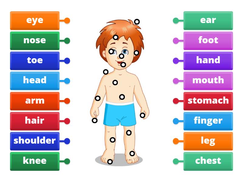 Parts of the Body - Labelled diagram