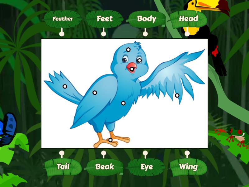 how many main body parts does a bird have