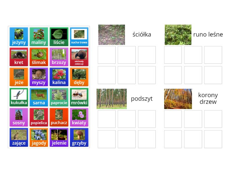 Organizmy w warstwach lasu - Group sort