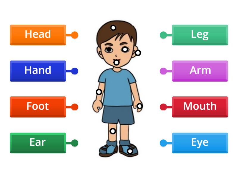 Body Parts - Labelled diagram