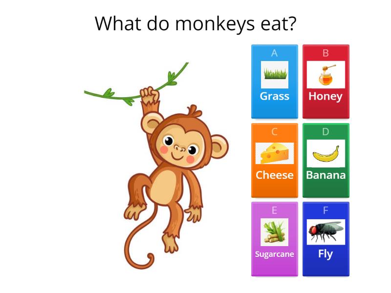 animal-food-quiz