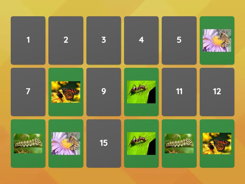 Insects - Memory Game! - Matching Pairs