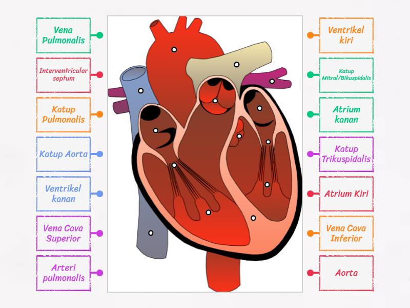 Struktur Jantung - Labelled diagram