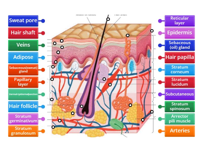 Layers of the Skin - Labelled diagram